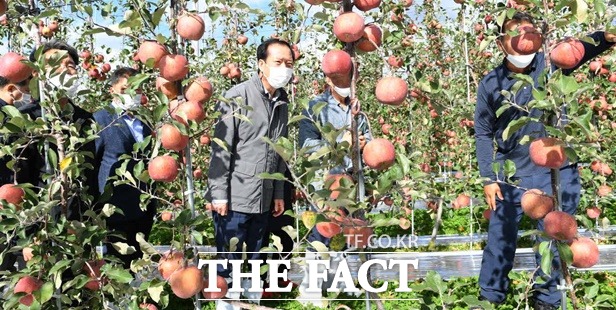구인모 거창군수가 미래형 사과 다축과원을 둘러 보고 있다./거창군 제공