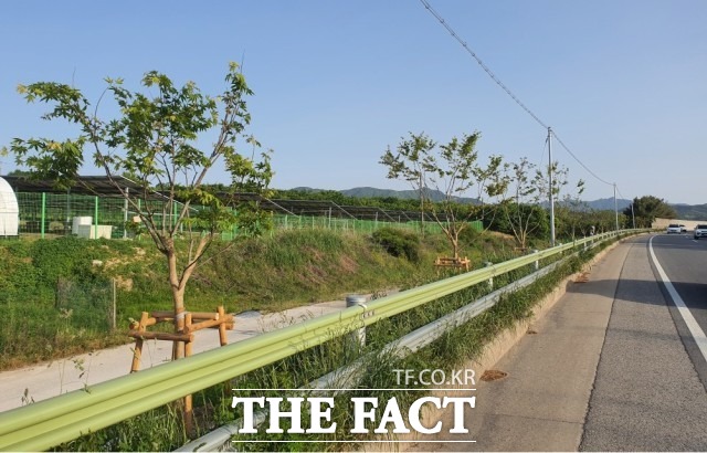 정읍시 관계자는 “지난 6년간 수형 불량 미관 저해 나무와 병충해 피해목 등 210본에 대한 교체 · 보식 사업을 추진하며 벚꽃길 유지관리에 힘써 왔다”며 “앞으로도 전국 제일의 단풍고장 명성 유지를 위해 최선을 다할 것”이라고 밝혔다. / 정읍시 제공