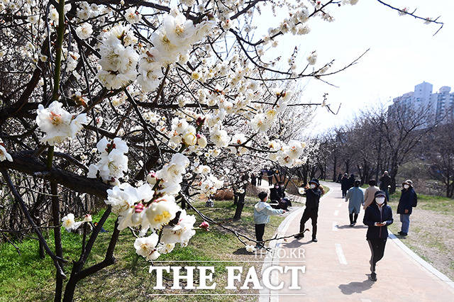 완연한 봄날씨를 보인 27일 오후 서울 성동구 하동매실거리를 찾은 시민들이 매화를 보며 봄기운을 만끽하고 있다. /이동률 기자