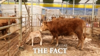  한우 사육 역대 최다 예상...충남농기원 '자율 수급 조절해야'