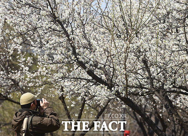 완연한 봄날씨를 보인 27일 오후 서울 성동구 하동매실거리를 찾은 시민들이 매화를 보며 봄기운을 만끽하고 있다./이동률 기자