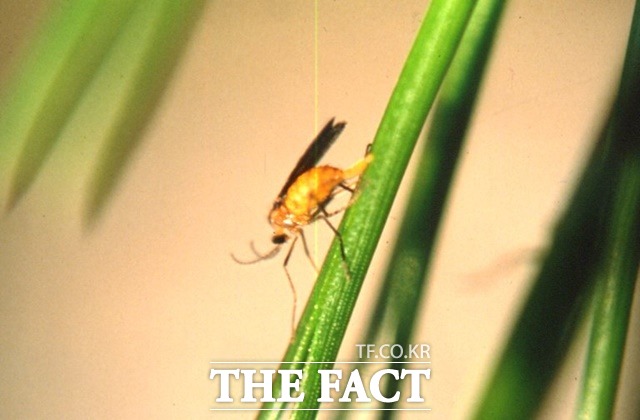 솔잎혹파리 성충 / 국립산림과학원 제공