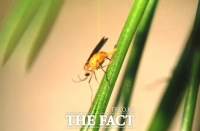  미국흰불나방 등 돌발 산림병해충 발생 예보 발령