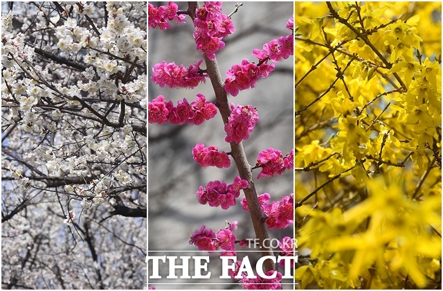 기상청에 따르면 오늘(2일) 아침은 쌀쌀하겠지만 낮에는 기온이 올라 포근하고 완연한 봄 날씨가 되겠다. /이동률 기자