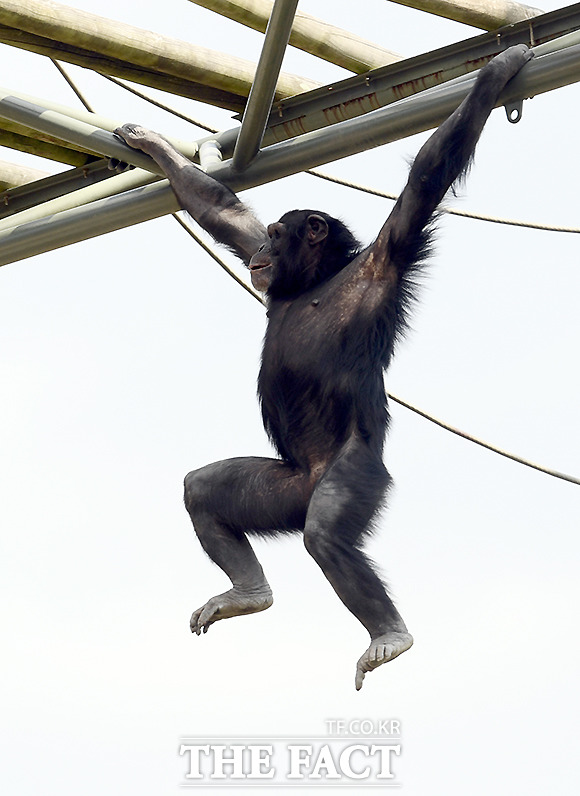 침팬지가 간식을 먹으러 나무사다리를 타고 이동하고 있다.
