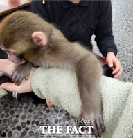  경주 동물원 원숭이, 9살 여아 물어뜯어…병원행