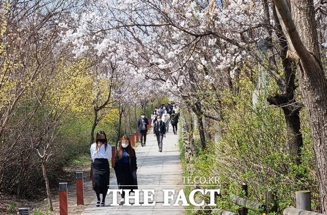 4일 오후 서울 영등포구 윤중로에서 시민들이 봄꽃을 즐기고 있다. / 이선영 인턴기자