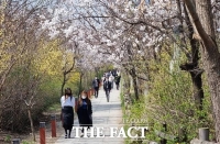  서울에서 벚꽃 '공식' 개화…보행로는 9일부터 개방 [TF사진관]