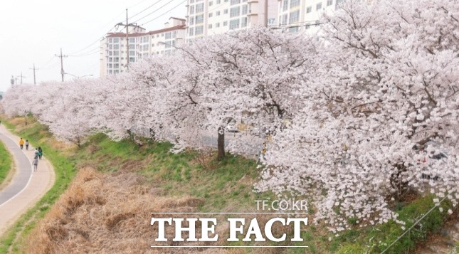 /전북 전주천변 벚꽃나무가 만개한 모습. 전주=고민형 기자