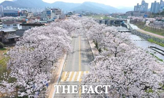 정읍시 관계자는 “이번만큼은 코로나19 확산 방지를 위해 차량에 탑승한 채 벚꽃을 구경하거나 정읍시 공식 SNS와 유튜브를 통해 집에서 즐기는 벚꽃 여행을 떠나 보는 것을 추천한다”고 밝혔다. / 정읍시 제공