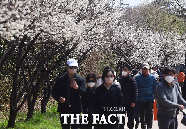 8일 일부 지역에서 낮 최고기온이 섭씨 24도까지 오르면서 포근한 봄날이 이어지겠다. 서울 성동구 하동매실거리를 찾은 시민들이 매화를 보며 봄기운을 만끽하고 있다. /더팩트DB