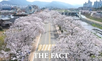 정읍천 벚꽃길에 분홍빛 벚꽃이 ‘활짝’ 주말 절정