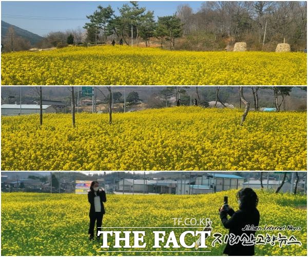 순창군 금과면 지역공동체가 국도변 유휴부지를 유채꽃밭으로 변신시켜 호평을 받고 있다. /순창군 제공