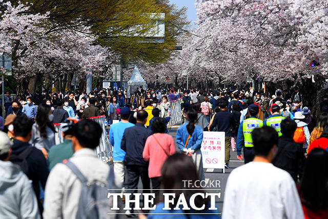 3년 만의 윤중로 개방으로 많은 시민들이 봄철 벚꽃길을 산책하고 있다. /이선화 기자