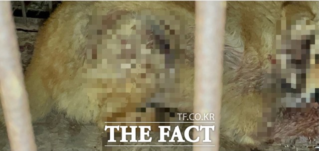 비영리 동물권 단체 ‘케어’ 공식 인스타그램 계정