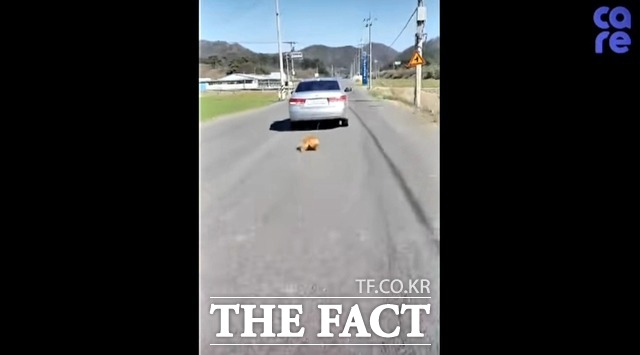 비영리 동물권 단체 ‘케어’ 공식 인스타그램 계정