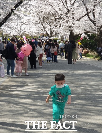 /10일 전주동물원에서 한 어린이가 봄꽃놀이를 하고 있는 관람객들 사이에서 흩날리는 벚꽃사이를 달리고 있다./전주=고민형 기자