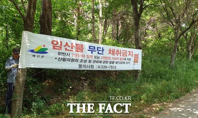 예산군은 오는 5월 31일까지 임산물 무단 채취를 집중 단속한다. / 예산군 제공