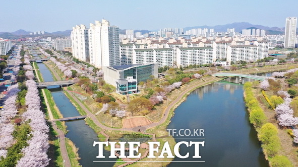 본격적인 봄 날씨가 시작된 최근 안산 중앙도서관 일원에는 만개한 벚꽃이 흩날리고 있다./안산시 제공