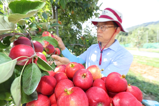 지구온난화로 2090년대에는 국내에서 고품질 사과 재배 가능지가 사라질 전망이다. /농촌진흥청 제공