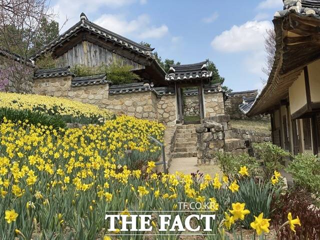 예산군 신암면 추사고택 일원에 수선화가 개화했다/ 예산군 제공