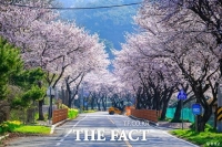  홍성군 구항면 '거북이마을' 벚꽃 만개