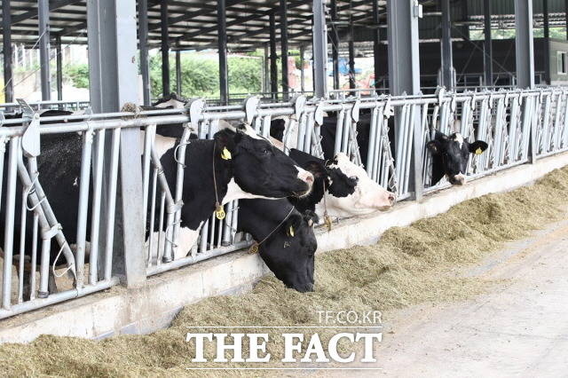나주시는 지역 축산농가를 대상으로 가축의 적정 사육밀도 준수 등을 실천하는 ‘동물복지형 녹색축산농장’ 지정 신청을 받고 있다고 15일 밝혔다./나주시 제공
