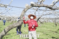  천안시-천안농협, 배 인공수분 봉사 활동