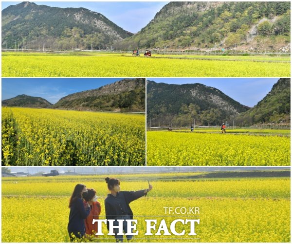 순창군 적성면 채계산 출렁다리 주변 7개 마을 206ha 논에 유채꽃이 만발했다. /순창군 제공