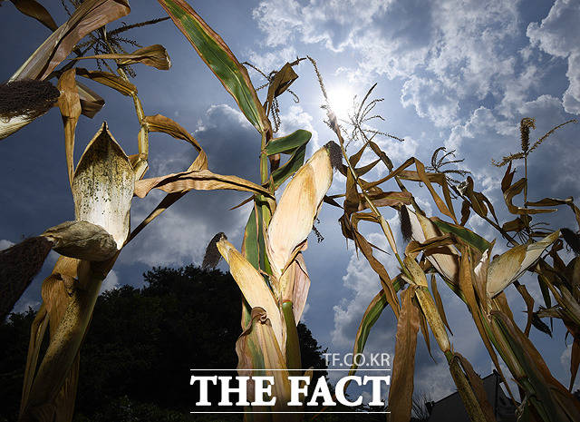 블룸버그통신 등에 따르면 18일(현지시간) 시카고상품거래소(CBOT)에서 7월 인도분 옥수수 선물은 부셸당 8.04달러를 기록했다. /더팩트 DB