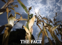  옥수숫값, 9년 만에 8달러 돌파…러-우크라 전쟁에 급등