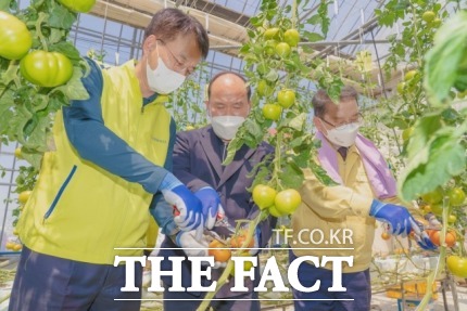 손병환(오른쪽) NH농협금융지주 회장과 임직원 봉사단이 20일 경남 사천시 용현면 소재 토마토 농가 온실에서 토마토를 수확하고 있다. /농협금융 제공