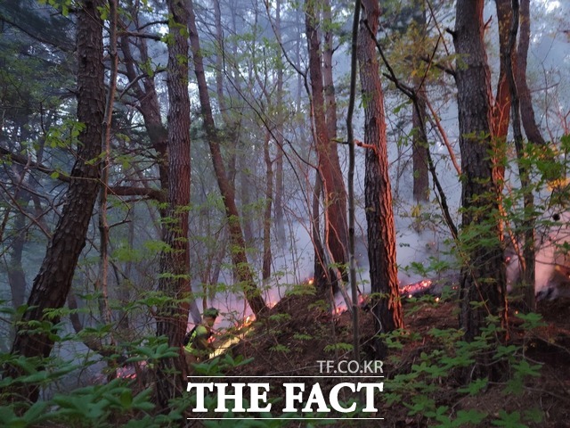 대구 동구 팔공산에서 완진됐던 산불이 재발화해 산림 0.13ha가 소실됐다./대구소방안전본부 제공