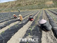  정읍시 농업기술센터, 고추 적기 파종·육묘 관리 철저 ‘당부’