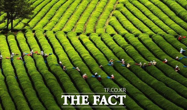 보성군은 29일 ‘제10회 세계차 품평대회’와 ‘제8회 대한민국 티 블랜딩 대회’를 한국차문화공원(봇재)에서 개최한다. 대한다업 보성다원 제2농장 전경. /보성군 제공