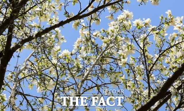 한라산 중턱에 자생 목련이 만개했다. / 국립산림과학원 제공