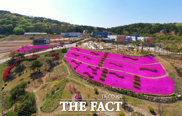 순창 쉴랜드 건강장수연구소에 분홍빛 꽃잔디가 만발했다. /순창군 제공