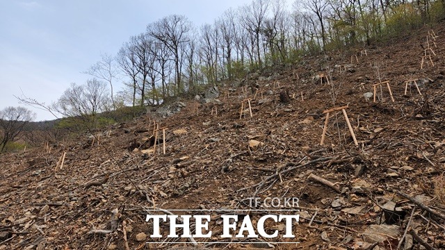 충남도 산림자원연구소는 태안, 보령 도유림 내에 70㏊ 규모의 명품 숲 조성을 완료했다. / 충남도 산림자원연구소 제공