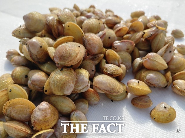 새조개 치패 사진. / 충남도 제공