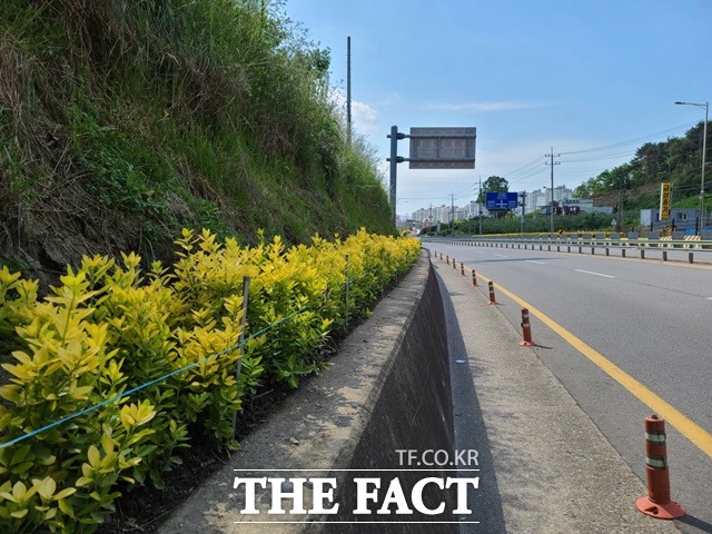 충남도청 제1진입로인 지방도 602호가 3.3km에 황금사철이 장관을 이루고 있다. / 예산군 제공