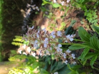  제주시, 절물휴양림에서 “새우란과 행복한 힐링 헙서예~”