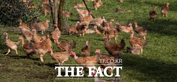 세계식량지수가 4월 전달에 비해 소폭 내린 것으로 나타났다. 이탈리아 한 양계 농장의 닭들. 사진=유엔식량농업기구(FAO)