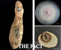  국립산림과학원, ‘천마’ 썩음병 원인 새 병원균 구명