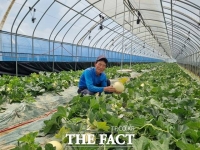  천안 하늘그린 멜론 올해 첫 출하… 6월까지 판매