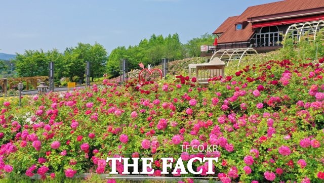 임실군의 대표관광지인 임실치즈테마파크에 이달 중순이면 1만 송이 장미가 활짝 핀다. /임실군 제공