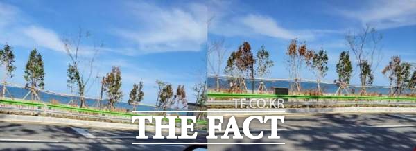 <더팩트>가 지난 11일 보도한 ‘포항시 어촌 뉴딜사업 300 관리 두 손 놓았나... 준공 전 조경 나무 전부 고사’라는 제하의 제목 기사가 나간 후 이 현장 조경업자가 발주처에서 겨울이라도 심으라면 심어야 된다고 하소연 해 어쩔 수없었다고 해명했다./독자 제공