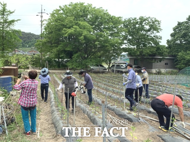 도움을 받은 농가는 “제때에 마쳐야 하는 일들이 많은데 일손이 부족해 어려움이 많았다”며 “고추 지주대 설치 작업에 공무원들이 발 벗고 나서줘 큰 도움이 됐다”고 감사의 마음을 전했다. / 정읍시 제공