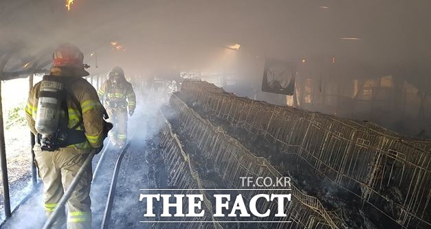 경북 의성군 금성면의 한 닭 사육 농가에서 불이 났다. /경북소방본부 제공