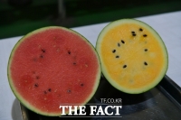  예산 소형 흑피수박과 블랙망고수박 본격 출하