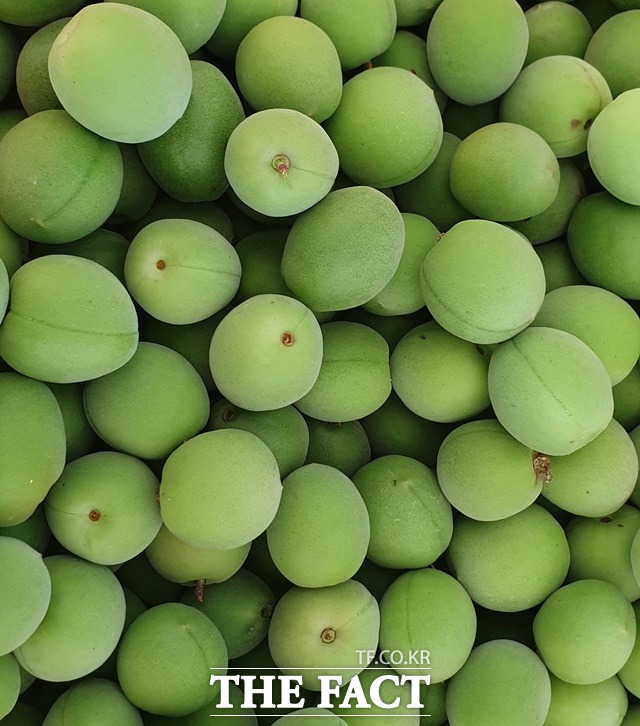 하동매실이 청정 지리산과 섬진강 일원에서 생산된 하동매실이 본격 출하하기 시작했다./하동군 제공